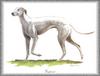 [Painting] Dog - Greyhound (Canis lupus familiaris)