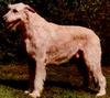 Dog - Irish Wolfhound (Canis lupus familiaris)