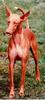Dog - Pharaoh Hound (Canis lupus familiaris)