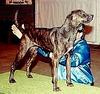 Dog - Plott Hound (Canis lupus familiaris)