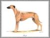 [Painting] Dog - Sloughi/Saluki (Canis lupus familiaris)