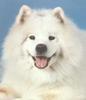 Dog - Samoyed (Canis lupus familiaris)