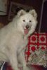 Dog - Samoyed (Canis lupus familiaris)