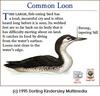 Common Loon (Gavia immer)