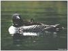 Common Loon mother and chicks (Gavia immer)
