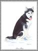 [Painting] Dog - Siberian Husky (Canis lupus familiaris)