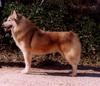 Dog - Siberian Husky (Canis lupus familiaris)