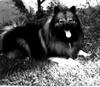 Dog - Keeshond (Canis lupus familiaris)