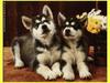 Dog - Alaskan Malamute puppies (Canis lupus familiaris)