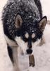 Dog - Alaskan Malamute (Canis lupus familiaris)