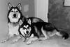 Dogs - Alaskan Malamute (Canis lupus familiaris)