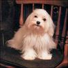 Dog - Maltese (Canis lupus familiaris)