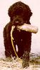 Dog - Portuguese Water Dog (Canis lupus familiaris)