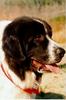 Dog - Saint Bernard (Canis lupus familiaris)