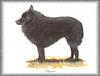 [Painting] Dog - Schipperke (Canis lupus familiaris)