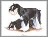 [Painting] Dogs - Schnauzer (Canis lupus familiaris)