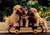 Dogs - Shar-Pei puppies (Canis lupus familiaris)