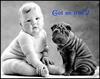 Dog - Shar-Pei and infant (Canis lupus familiaris)