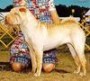 Dog - Shar-Pei (Canis lupus familiaris)
