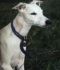 Dog - Whippet (Canis lupus familiaris)