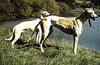 Dog - Whippet (Canis lupus familiaris)