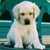 Dog - Labrador Retriever puppy (Canis lupus familiaris)