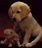 Cat and Dog - Labrador Retriever puppy (Canis lupus familiaris)