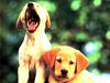 Dogs - Labrador Retriever puppies (Canis lupus familiaris)