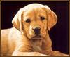 [Animal Art - John Weiss] Dog - Labrador Retriever puppy (Canis lupus familiaris)