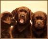 [Animal Art - John Weiss] Dogs - Labrador Retriever puppies (Canis lupus familiaris)