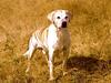 Dog - Labrador Retriever (Canis lupus familiaris)