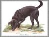 [Painting] Dog - Labrador Retriever (Canis lupus familiaris)
