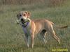 Dog - Labrador Retriever (Canis lupus familiaris)
