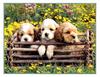 Dogs - Spaniel puppies (Canis lupus familiaris)
