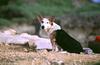 Dogs - Terrier (Canis lupus familiaris)