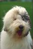 Dog - Old English Sheepdog (Canis lupus familiaris)