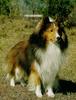 Dog - Shetland Sheepdog (Canis lupus familiaris)
