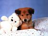 Dog - Shetland Sheepdog puppy (Canis lupus familiaris)