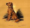[Painting] Dog - Golden Retriever (Canis lupus familiaris)