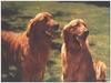 Dogs - Golden Retriever (Canis lupus familiaris)