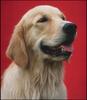 Dog - Golden Retriever (Canis lupus familiaris)