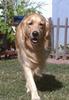 Dog - Golden Retriever (Canis lupus familiaris)