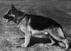 Dog - German Shepherd (Canis lupus familiaris)