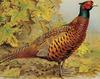 [Animal Art] Basil Ede...Pheasant