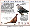 speckled pigeon (Columba guinea), Ring-necked Pheasant male (Phasianus colchicus)