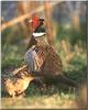 Ring-necked Pheasant male (Phasianus colchicus)