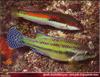 Rainbow Wrasse - Coris julis & East Atlantic peacock wrasse - Symphodus tinca (Linneaus, 1758)