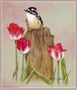 [Animal Art - Sherry C. Nelson] Downy Woodpecker (Picoides pubescens)