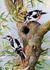 [Animal Art - Basil Ede] Great Spotted Woodpecker (Dendrocopos major)