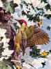 [Animal Art - Basil Ede] Green Woodpecker (Picus viridis)